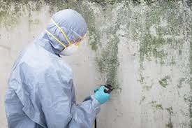 Best Asbestos and Lead Testing During Mold Inspection in Solon, IA